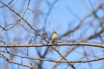 (Phylloscopus collybita) sits on a tree branch.