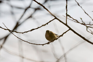 (Phylloscopus collybita) sits on a tree branch.