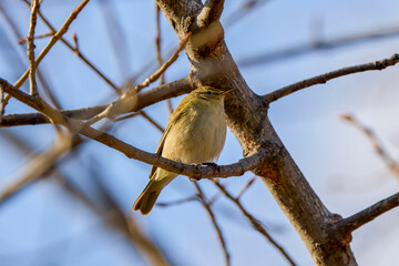 (Phylloscopus collybita) sits on a tree branch.