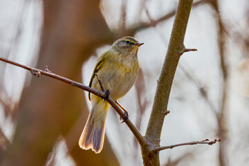(Phylloscopus humei) standing on a tree branch.