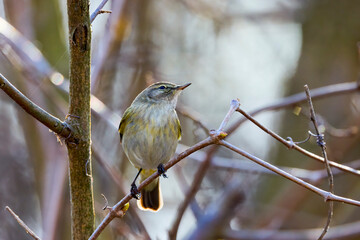 (Phylloscopus humei) standing on a tree branch.