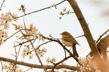 (Phylloscopus collybita) sits on a tree branch.