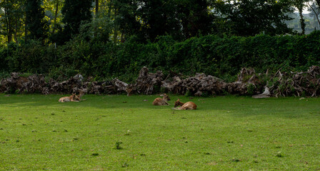 Animali, parco , natura,