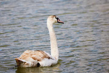 a young swan floating on a lake.