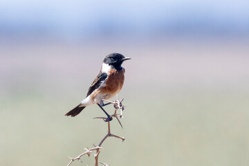 Male African Stonechat (Saxicola torquatus) perched on branch, Velddrif, West Coast, Western Cape, South Africa