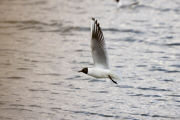 gull swimming on a lake on a sunny day.