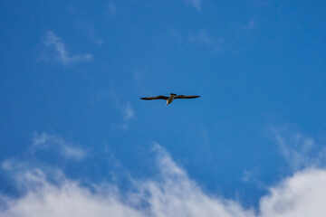 Fototapeta na wymiar gull in flight in the clear sky