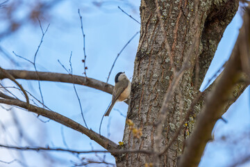 (Cyanistes caeruleus, syn. Parus caeruleus) on a tree branch.