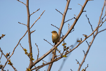 (Phylloscopus collybita) sits on a tree branch.