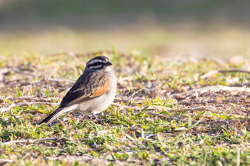 Cape Bunting (Emberiza capensis) at sunset, Cape Point, South Africa