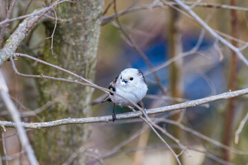 (Aegithalos caudatus) during the spring gathers flakes to build its nest.