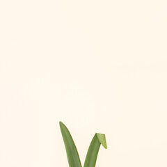 Bunny rabbit ears made of natural green leaves on bright background. Easter minimal concept. Flat lay.