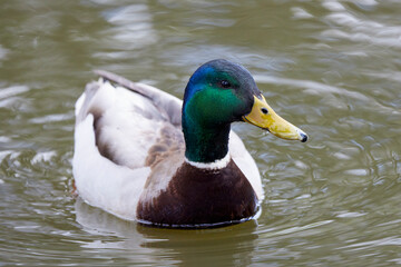 portrait with a wild duck on a lake.