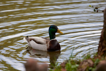 portrait with a wild duck on a lake.