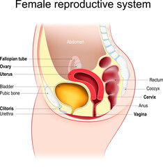 Female reproductive system.