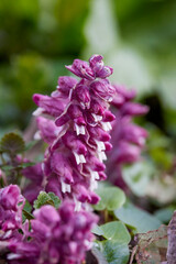a mon-colored forest plant in bloom