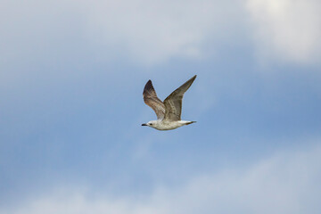 gull in flight in the clear sky