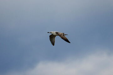 gull in flight in the clear sky