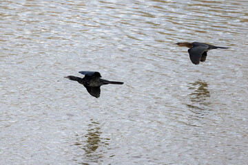 (Phalacrocorax carbo), flying over a water.