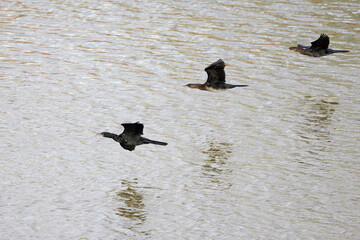 (Phalacrocorax carbo), flying over a water.