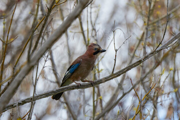 (Garrulus glandarius) is alert on a tree branch.