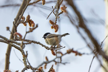 (Cyanistes caeruleus, syn. Parus caeruleus) on a tree branch.