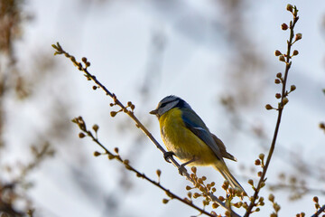 (Cyanistes caeruleus, syn. Parus caeruleus) on a tree branch.