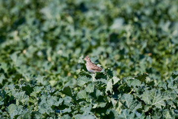 (Alauda arvensis) on a green plant.