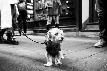 Little white terrier dog exploring the city streets, its gaze sharp amidst the urban hustle. Black...