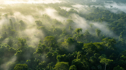 Drone landscape view of a very dense jungle with hazy zones just above the highest trees and many rays of light in the morning light - obrazy, fototapety, plakaty