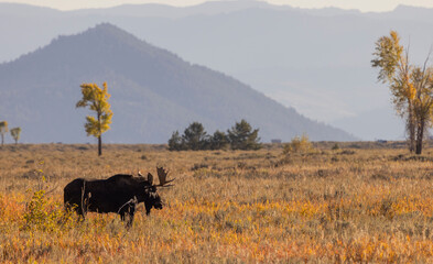Bull Moose During the Rut in Autumn in Wyoming