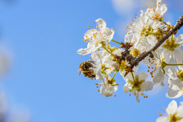 a bee pollinating the flowers of a tree on a spring day.