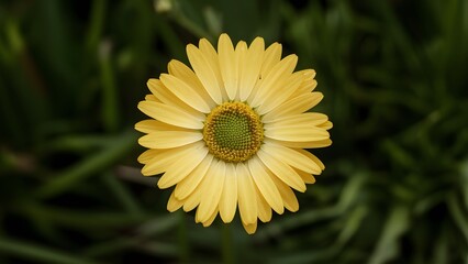 Obraz premium StockPhoto Yellow daisy flower with green center isolated on white