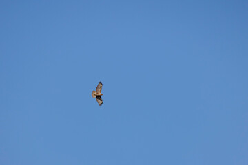 Ural owl (Strix uralensis) flying above