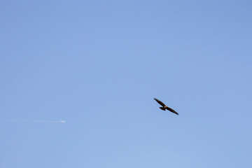 Ural owl (Strix uralensis) flying above