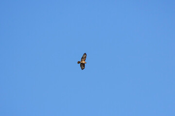 Ural owl (Strix uralensis) flying above
