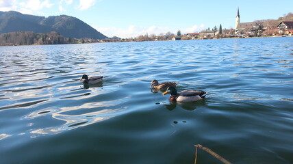 Stockente am Schliersee