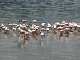 Pink flamingos in the Ngorongoro Crater, Tanzania