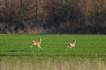 Naklejka na ściany i meble a male deer in the field of wheat on a spring day.