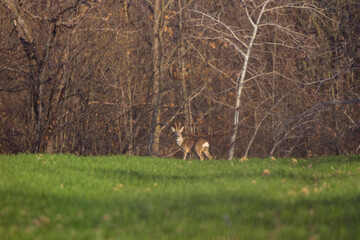 a male deer in the field of wheat on a spring day.