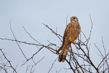 Closeup of a Kestrel perched on tree at Bhigwan bird sanctuary, India
