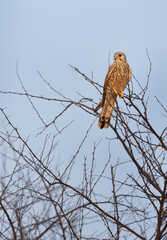 Kestrel perched on tree at Bhigwan bird sanctuary, India