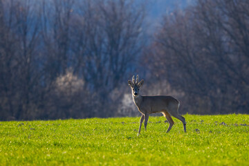 a male deer in the field of wheat on a spring day.