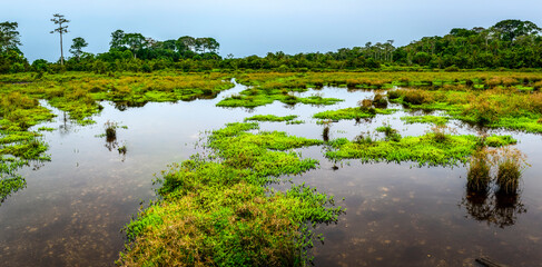 Lango Bai. Odzala-Kokoua National Park. Cuvette-Ouest Region. Republic of the Congo