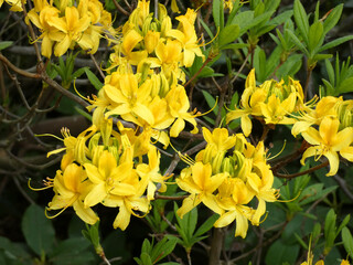 Rhododendron Park in Graal-Müritz (Germany)