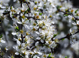 floraison au printemps avec des fleurs blanches et pistil jaune et étamines rouge et rose