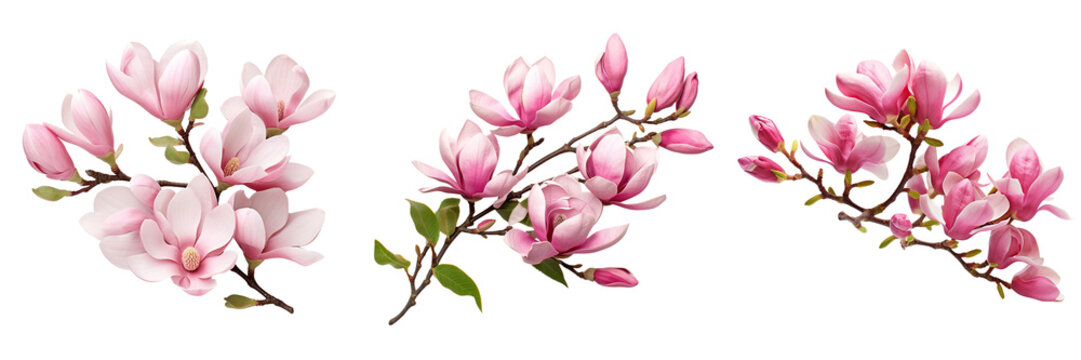Collection of branches of pink magnolia flowers isolated on transparent or white background