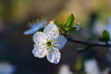 Baumblüte im Frühling, weiße Kirschenblüte, Pflaumenkirsche, makro einzelne Blüte im Abendlicht