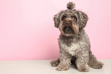 Cute Maltipoo dog on white table against pink background, space for text. Lovely pet