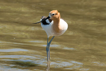 American Avocets 